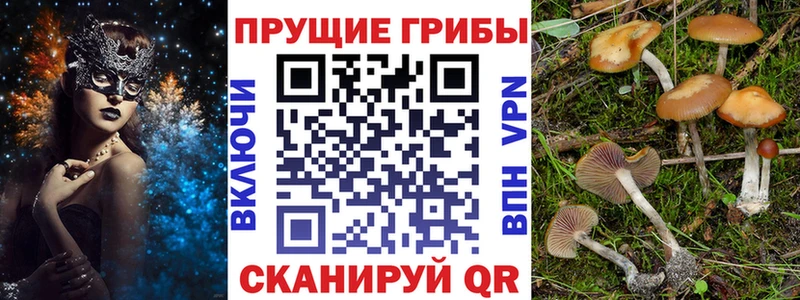 где купить   Трубчевск  Псилоцибиновые грибы ЛСД 